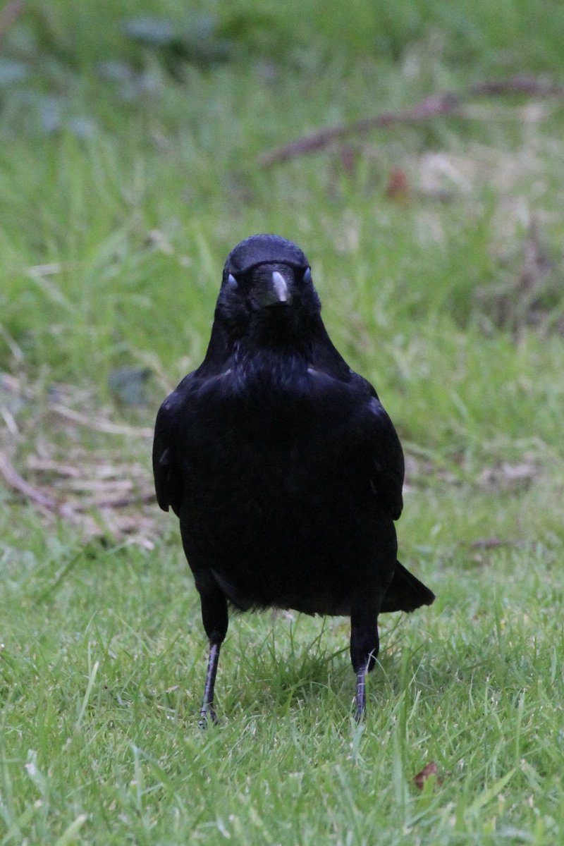 Boo’s Garden (@boosgarden43) on Twitter photo 