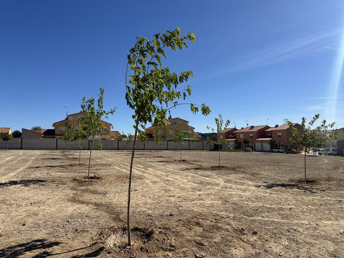 RodrigoMoreras's tweet photo. Segundo año consecutivo en el que @haricaman promueve una plantación de árboles en Añover. Veinte moreras más. Paso a paso entre todos vamos haciendo un municipio más verde. https://t.co/Ssv46plbuR