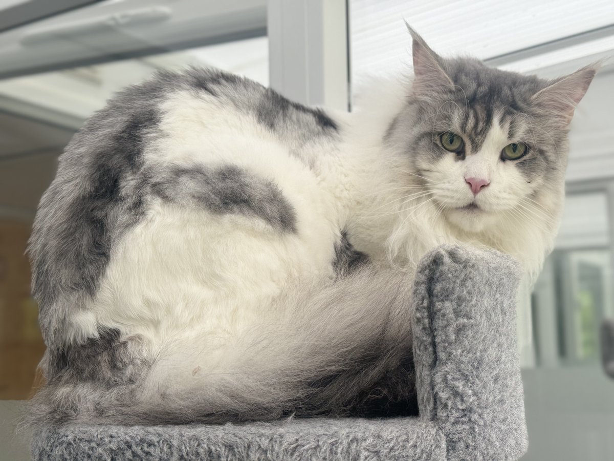 TheCatHotel's tweet image. A belly full of dinner and a heart full of love (chin tickles) 💞