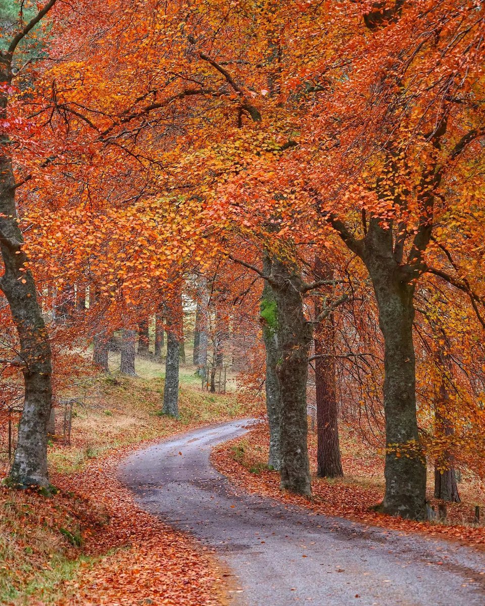 #Aberdeenshire in autumn, simply stunning! 🍂🧡

📍 Invercauld Estate, <a href="/visitabdn/">VisitAbdn</a> 📷 IG/davidmajesticphotography