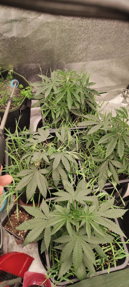 4 weeks of vegetation for ZAKE. permanent marker for KMintz. the others will have some molasses on Sunday.🦾😍🪱🐞🍀💦💚🤤💨