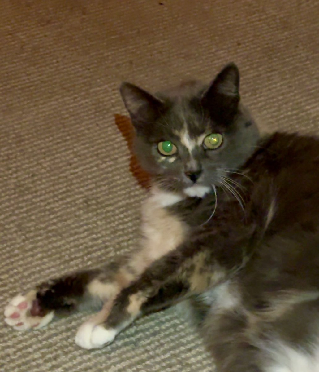 Mag ik jullie voorstellen aan Dinky, een nieuw Xclusive Cat Care oppaskatje!