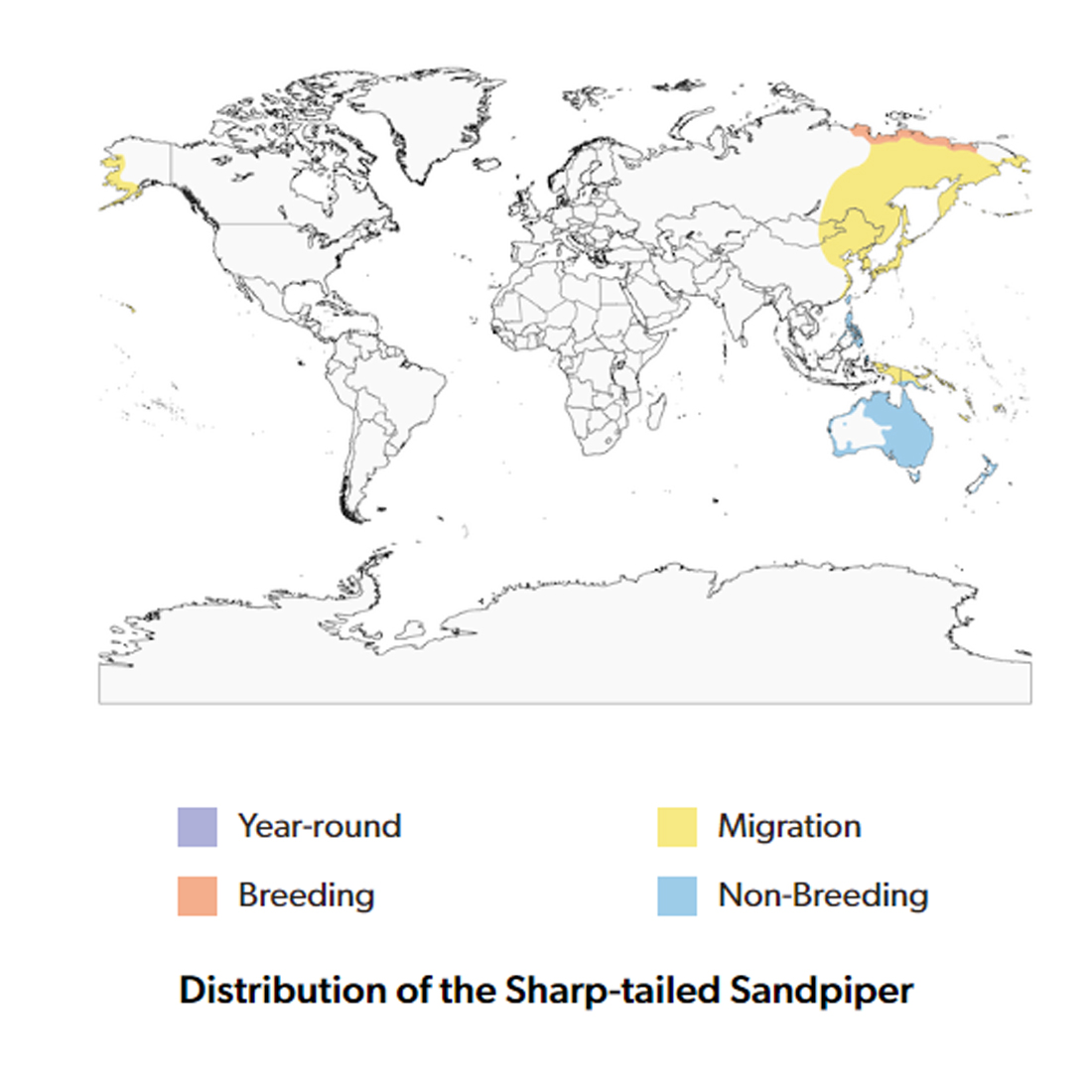 This Sharp-tailed Sandpiper was recently spotted at Wapato Lake NWR in late Sept. They are usually found in the marshes &amp; mudflats of eastern Russia/northern Mongolia during their breeding season, migrating thousands of miles to winter in places like Australia and New Zealand.