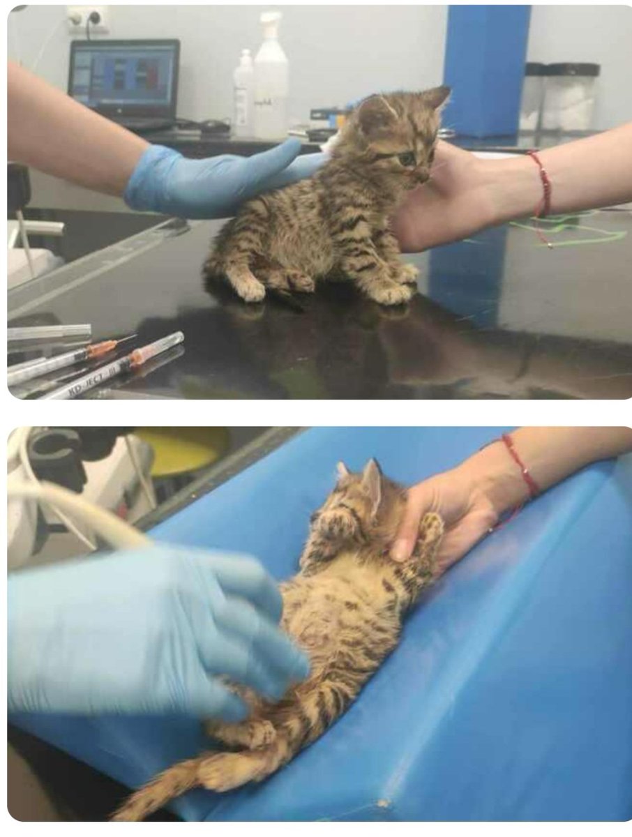 Kończy się czas na pomoc Buraskom 😞😞😞

Bardzo proszę o serce dla nich 🆘️❤️
Jeszcze ponad 400 zł do zebrania. 
Juz tak niewiele brakuje....😭🙏
ratujemyzwierzaki.pl/burasy-felineus