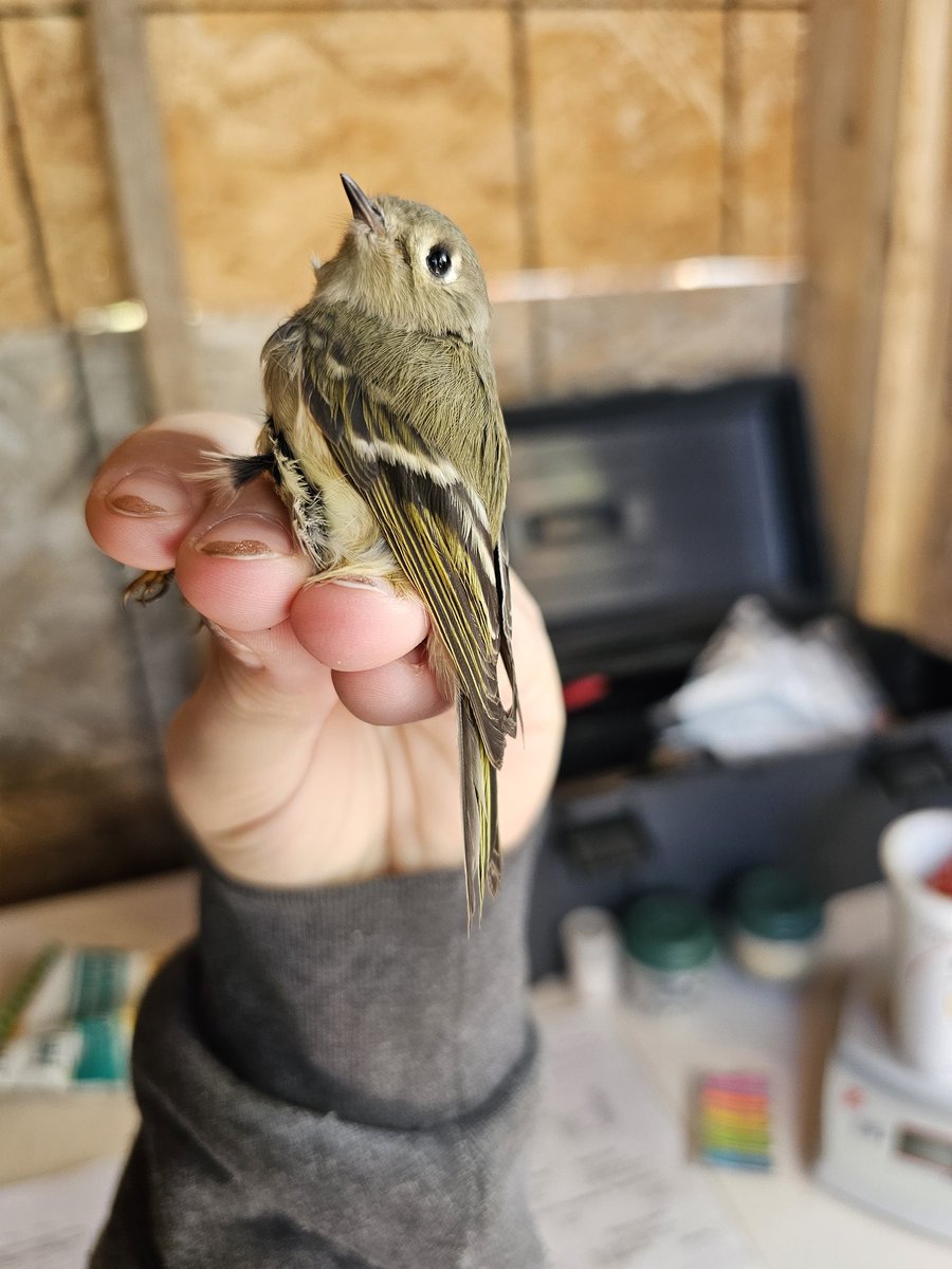 Sarah_306's tweet photo. Ruby-crowned Kinglet banded today at Last Mountain Bird Observatory #MigrationMonitoring #BirdBanding https://t.co/6tnOe0mEzQ