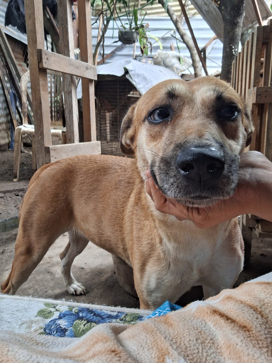MitchYescas's tweet photo. Estamos a cero alimento en el refugio. Si no se logra recolectar para ahora no tenemos ni tortillas el gas se nos terminó y no hay ayuda 😭😭😭 https://t.co/xgl9g3x3dB