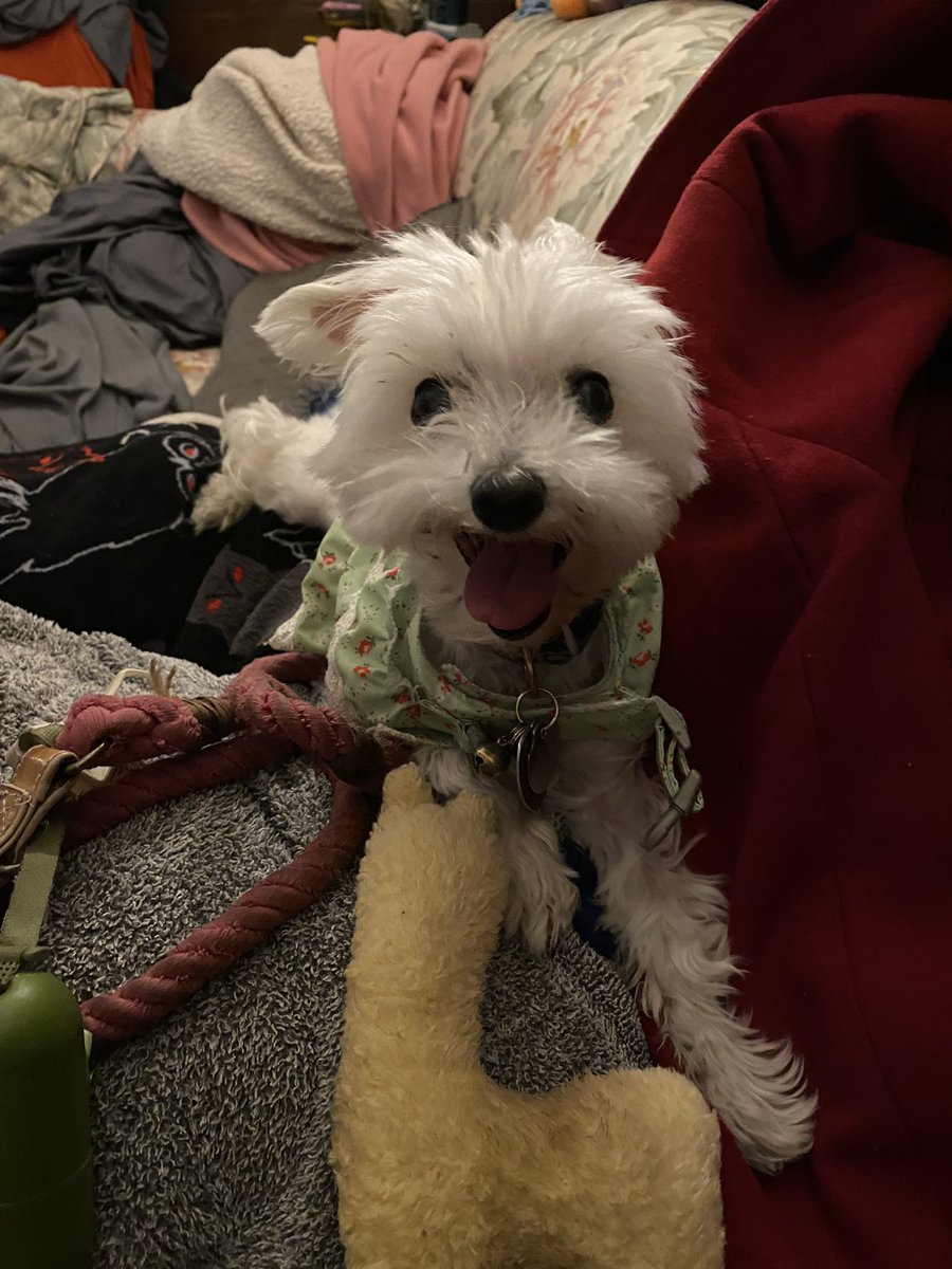 Before and After hearing “Wanna go for a walk?”