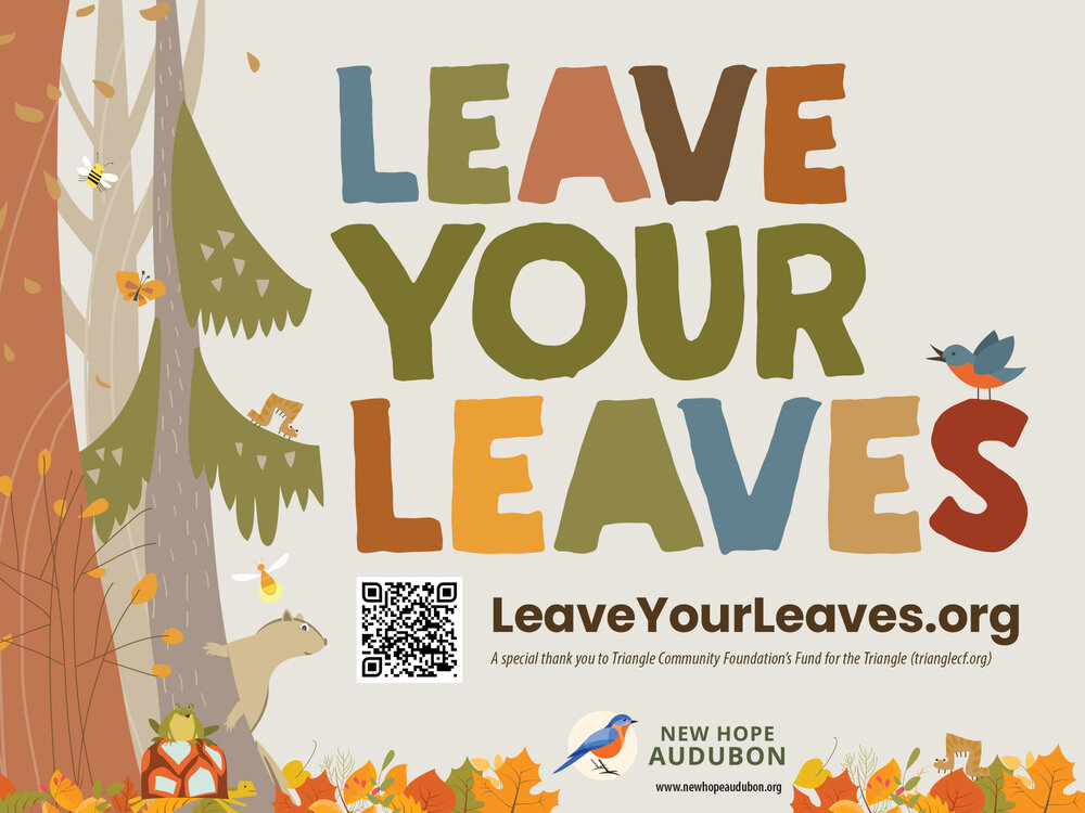 Practicing conservation is as easy as leaving your leaves. Allowing leaves to decompose rather than placing them in yard waste bins benefits our wildlife, soil, and you!