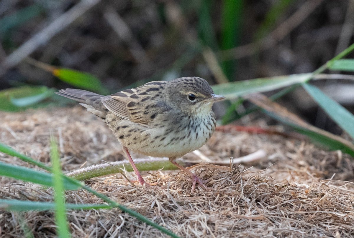 Finally, my first Fair Isle Lancie!