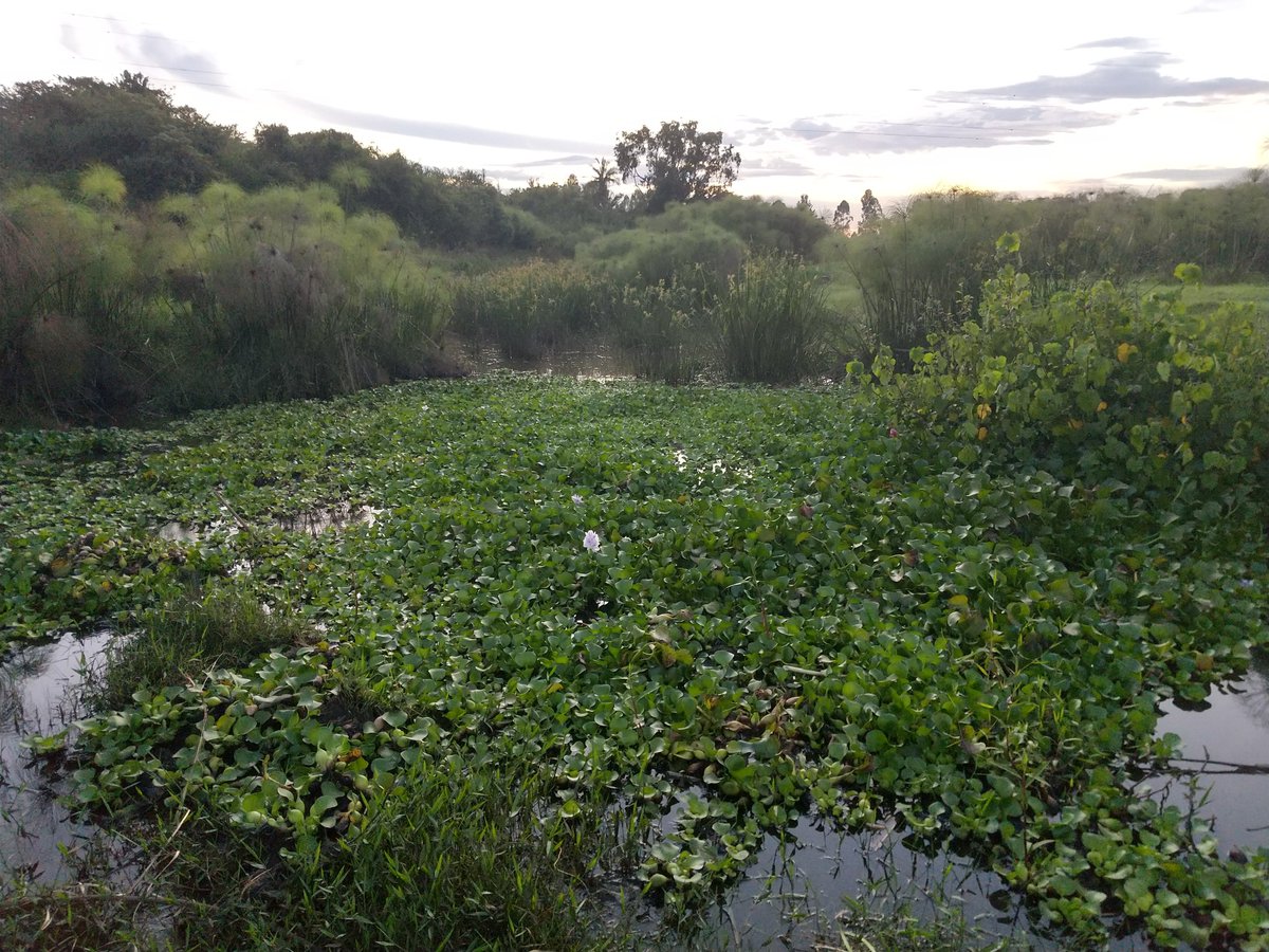 Visiting PhD student Adanyro Atilago is working with Environmental Science &amp; Technology's Stephanie Lansing to make fuel from the water hyacinths that are choking the lakes and rivers of his West African homeland. Learn more: go.umd.edu/newwave