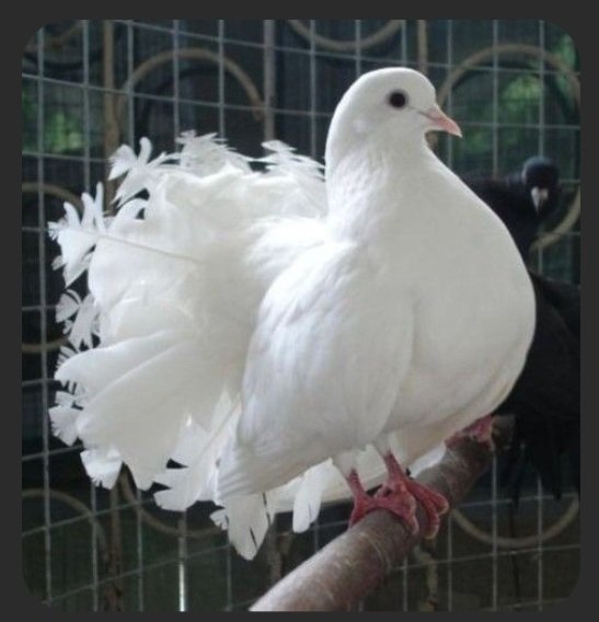 "Sadeliği bağırmayan zerafetden yanayım" Ben...