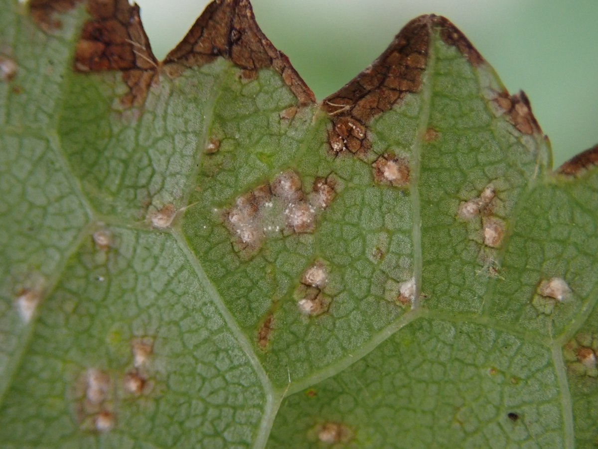 PavelSinkyrik's tweet photo. The photos show symptoms of a #cherry disease called #Blumeriella japii. On the underside of the leaf, whitish spots appear, which are formed by #conidia that cause secondary infections through the stomata. High intensity of infestation causes premature leaf drop. #plantdisease https://t.co/wDUhyKAAIL