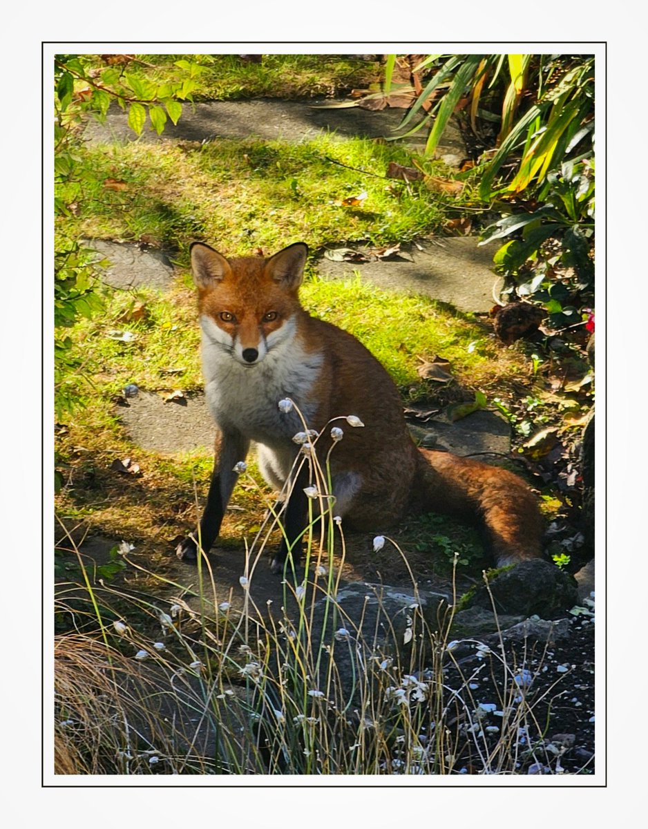 "Autumnal Fellow!"

Enjoying the late evening sunshine... 

#FoxyFriday
#FoxOfTheDay 
#Nature #NaturePhotography 
#Garden