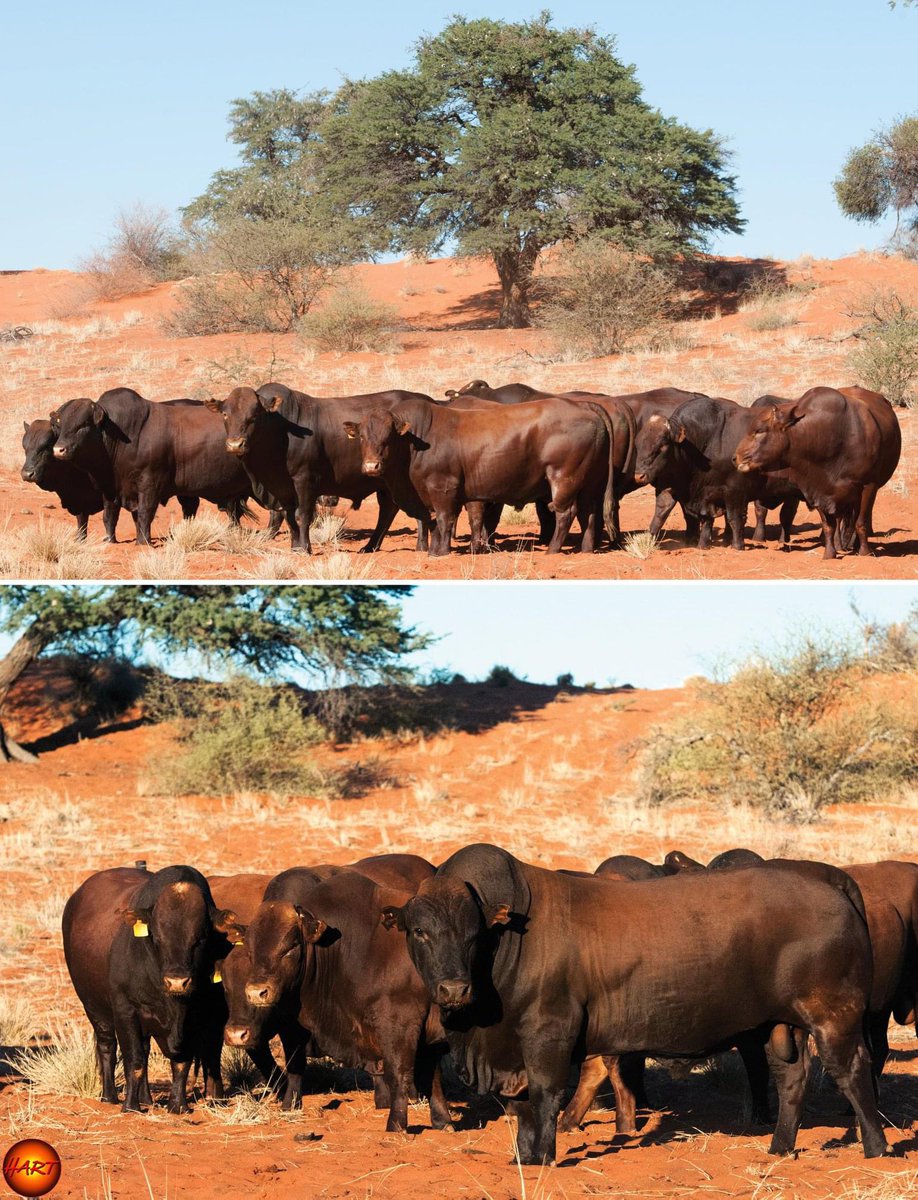 Allow YOUR BULL to find YOU
Poetry and hums aren’t things which YOU get, they’re things which get YOU. And all you can do is to go where they can FIND YOU