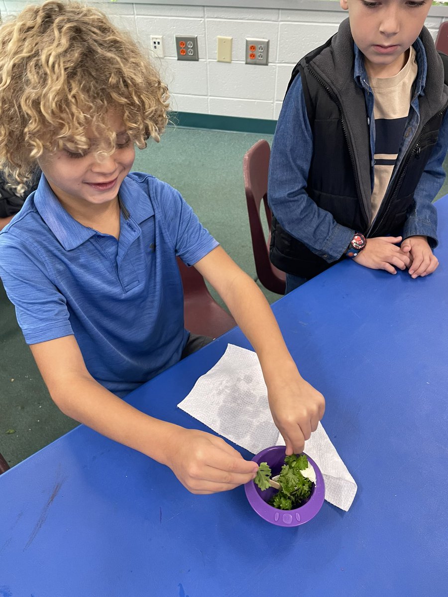 LovePrimarySTEM's tweet photo. @GeorgiaOrganics #parslaytheday  see our parsley growing in our Tower Garden! K-2 students are loving our parsley!🌱We made a cream cheese and parsley spread for saltines! @FarmtoSchool @GeorgiaGrown @GaDOENutrition https://t.co/bpLFK1szfu