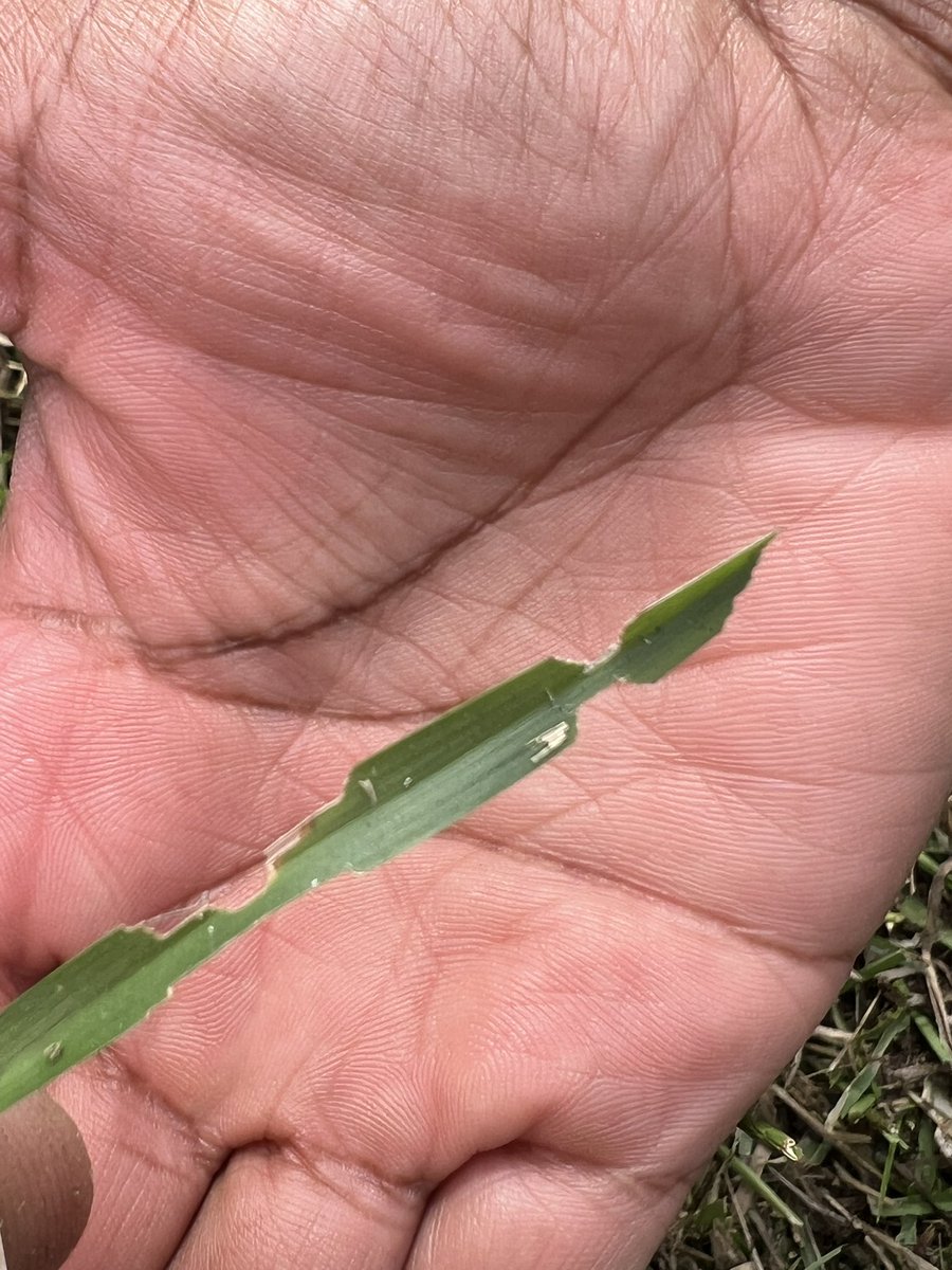 GreauxGrass's tweet photo. Sod webworms have always been something I’ve heard about but have never seen in person. Well, I got a first hand experience in my centipede lawn. Look out S. Louisiana. Seeing lots of damage in the neighborhood. Time for some Bifenthrin before dark. https://t.co/hmru8ZnvKi