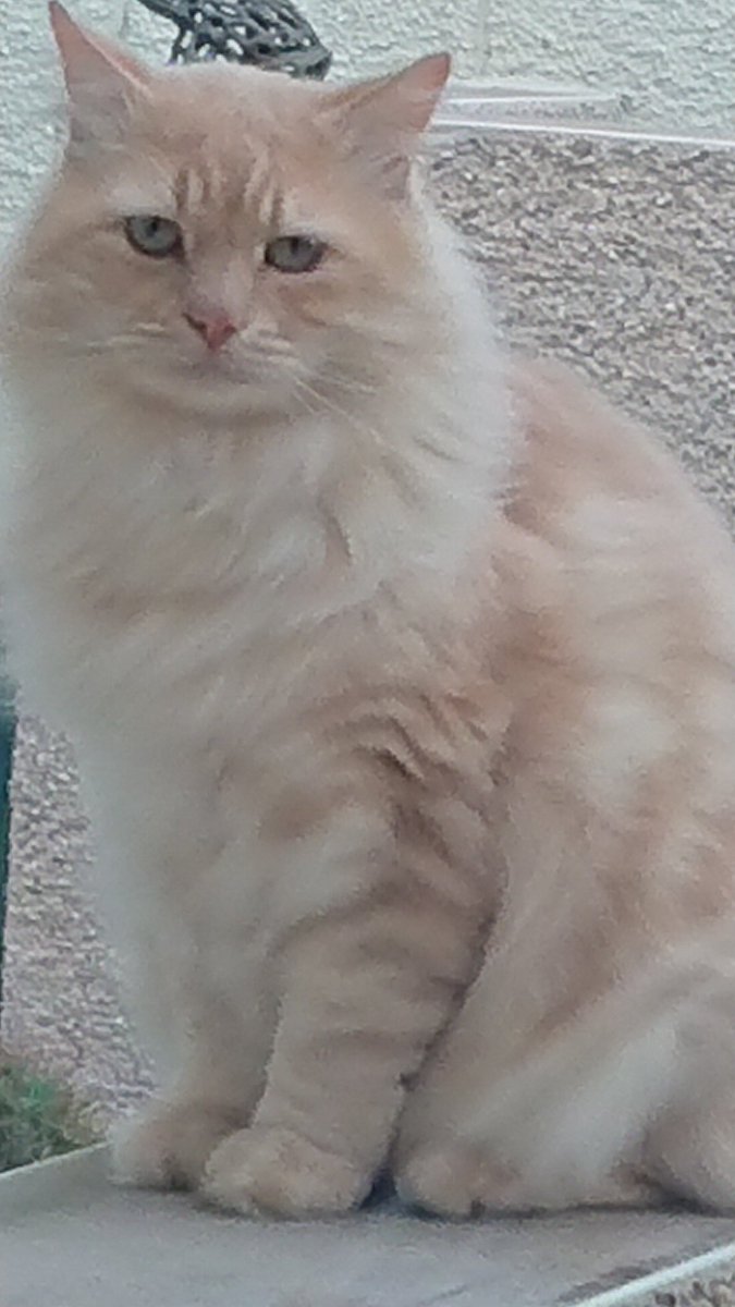 This photo of Boo🌈 from six years ago popped up in my memories. He was a beautiful boy. 💔