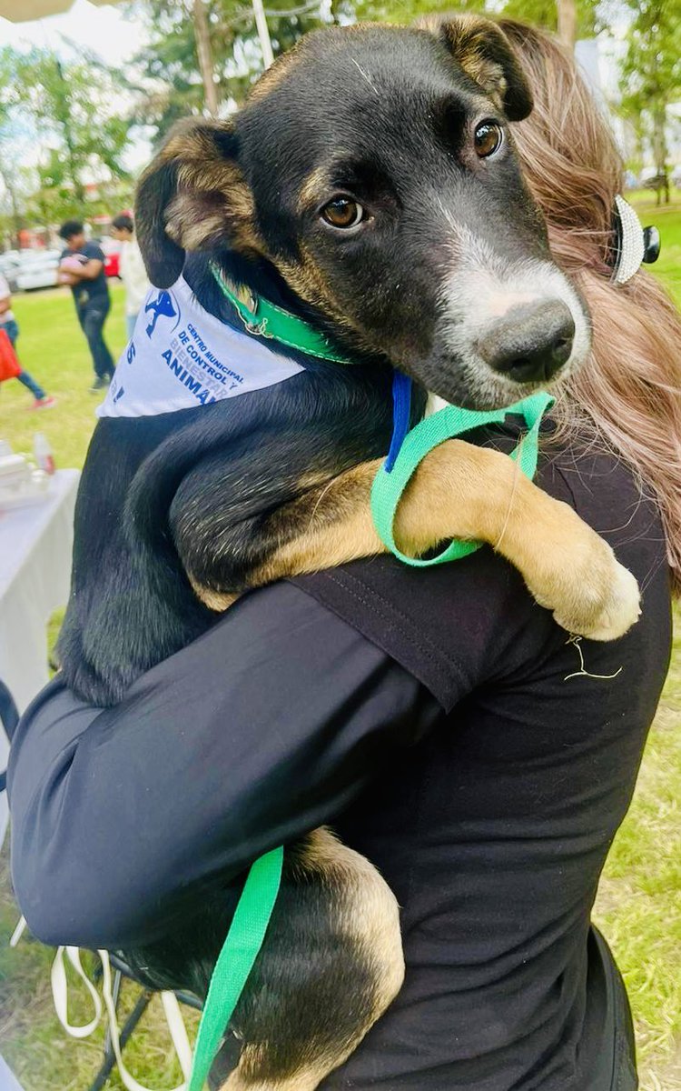 Esta es la historia de BOLO a quien tristemente se le termina su HT y regresará al cerro si no encuentra familia RT!! <a href="/FansDeMiyagi/">José Luis Guzmán M.</a> <a href="/azelarobinson/">Azela Robinson</a> <a href="/SoyNaucalpan/">Soy Naucalpan</a> <a href="/gabrielguerrac/">Gabriel Guerra C</a> <a href="/egomezislas/">Emilio Gómez Islas</a> <a href="/MascotasSismo/">Mascotas Sismo</a> <a href="/MarkoEscalanteN/">Mascotas y más 🇲🇽</a> <a href="/EmilioLarrosa/">Emilio Larrosa</a> <a href="/anabreco/">Ana Brenda</a> <a href="/raquelgarzac/">raquel garza</a> <a href="/LosSatelucos/">Los Satelucos</a>