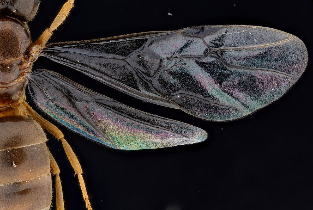 Jitte is at linktr.ee/jittebug tweet media