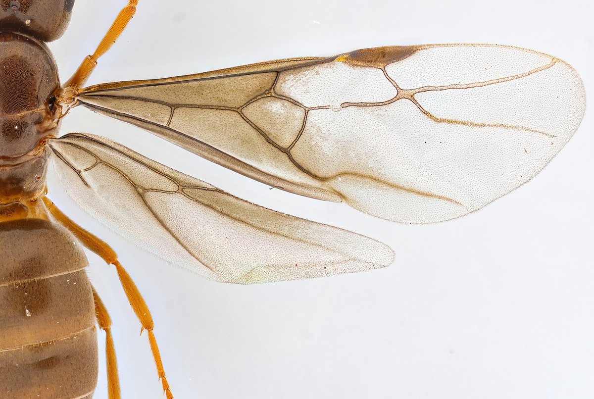 Jitte is at linktr.ee/jittebug tweet media