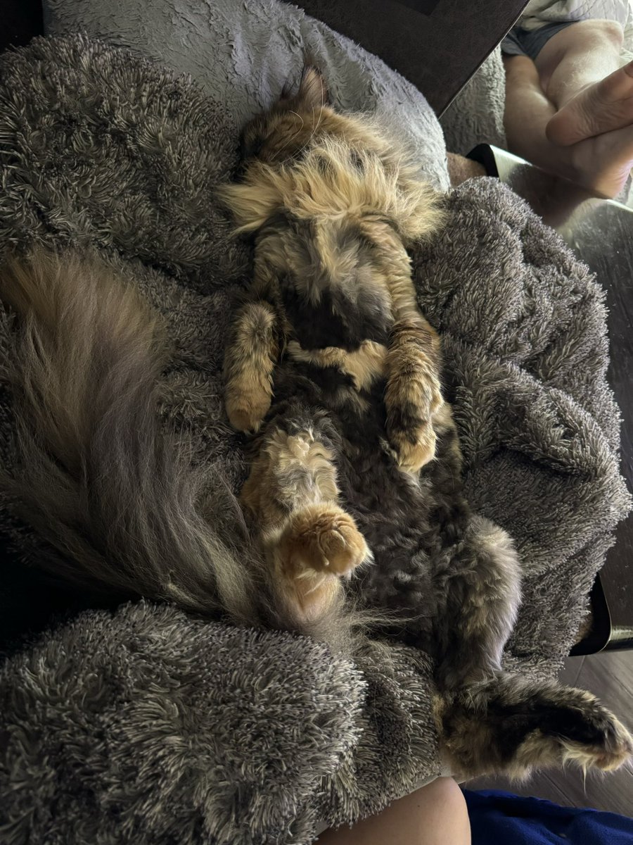 PancakeDaCat's tweet photo. #tortietober #🥞 #🎃 https://t.co/Z6edXV5kXD