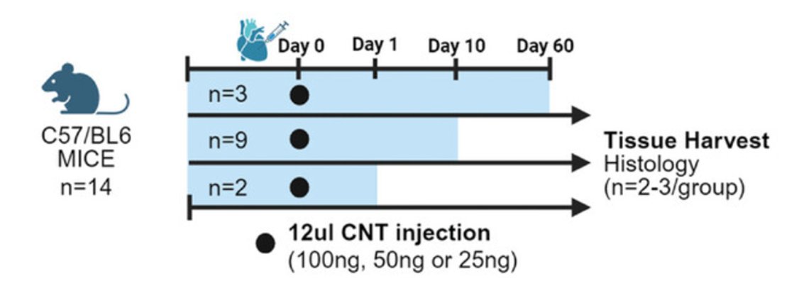 davis_ctrl's tweet image. Exciting news! This study addresses a critical gap in cardiac sarcoidosis research by exploring the use of stressors like carbon nanotubes and transverse aortic constriction to develop one of the world’s first animal models. 🔗doi: 10.1002/adbi.202400238