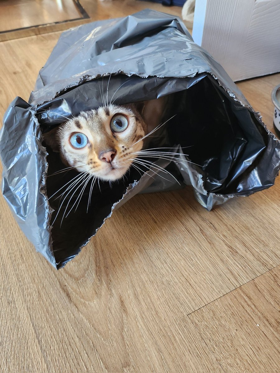 IckleCatAmber's tweet photo. Delivery! 🐱 Silly Litlle Marble ✨️ https://t.co/Gyg6R0sT9p