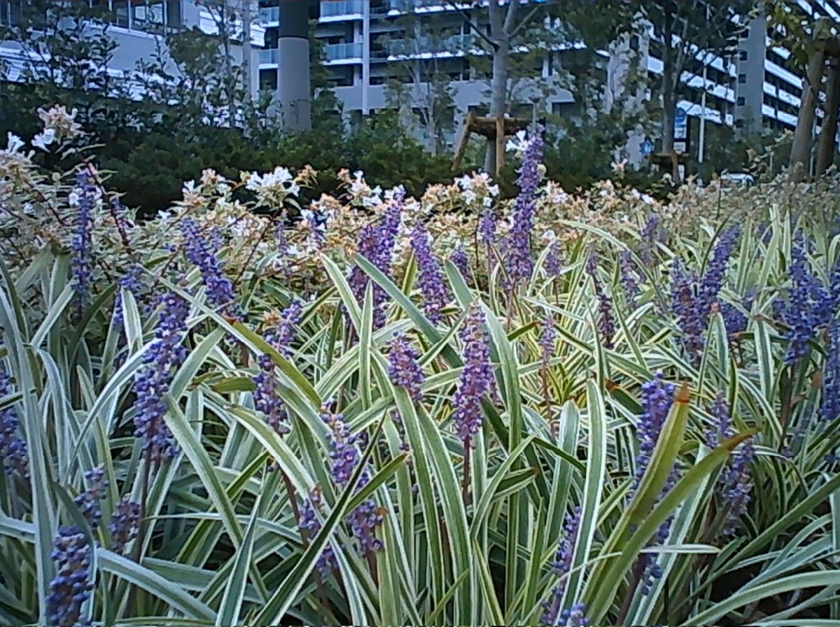 toro0e0's tweet image. #トイカメラ #トイデジカメ #PIENIFLEX