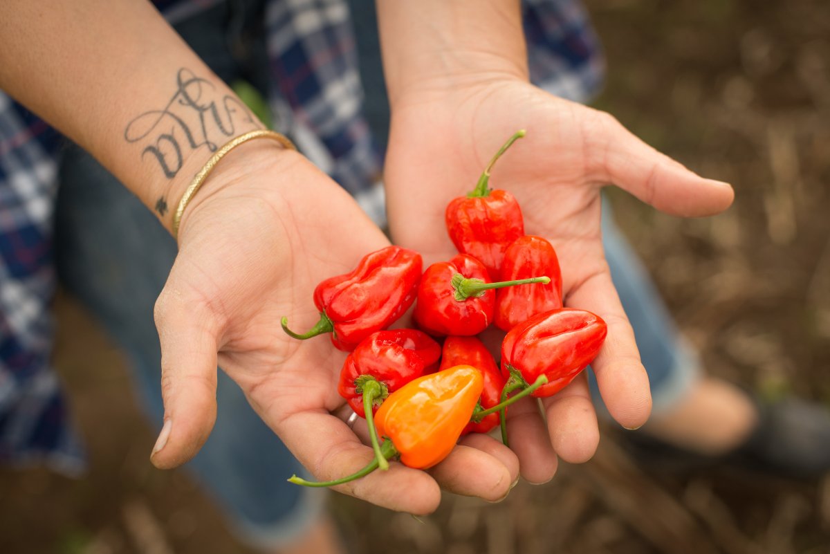 Mild habanero pepper varieties that are flavorful without the fire being released by <a href="/OregonState/">Oregon State University</a>: beav.es/pVD