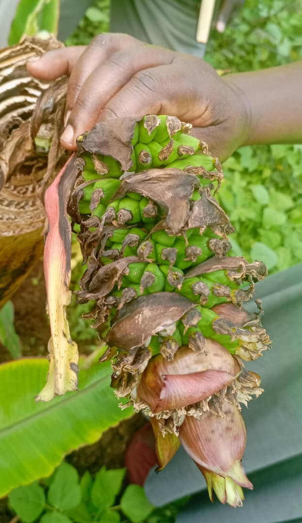 ASARECA (@asareca) on Twitter photo The study tour kicks off in 🇺🇬 led by <a href="/IITA_CGIAR/">IITA</a>, <a href="/MAAIF_Uganda/">MAAIF 🇺🇬</a>, <a href="/NAROBanana/">National Banana Research Program - NARO</a>, <a href="/plantvillage/">PlantVillage</a>, and <a href="/ASARECA/">ASARECA</a> to empower smallholder farmers with critical knowledge about Banana Bunchy Top Virus (BBTV), a devastating virus threatening banana crops.
This initiative focuses on The study tour kicks off in 🇺🇬 led by <a href="/IITA_CGIAR/">IITA</a>, <a href="/MAAIF_Uganda/">MAAIF 🇺🇬</a>, <a href="/NAROBanana/">National Banana Research Program - NARO</a>, <a href="/plantvillage/">PlantVillage</a>, and <a href="/ASARECA/">ASARECA</a> to empower smallholder farmers with critical knowledge about Banana Bunchy Top Virus (BBTV), a devastating virus threatening banana crops.
This initiative focuses on