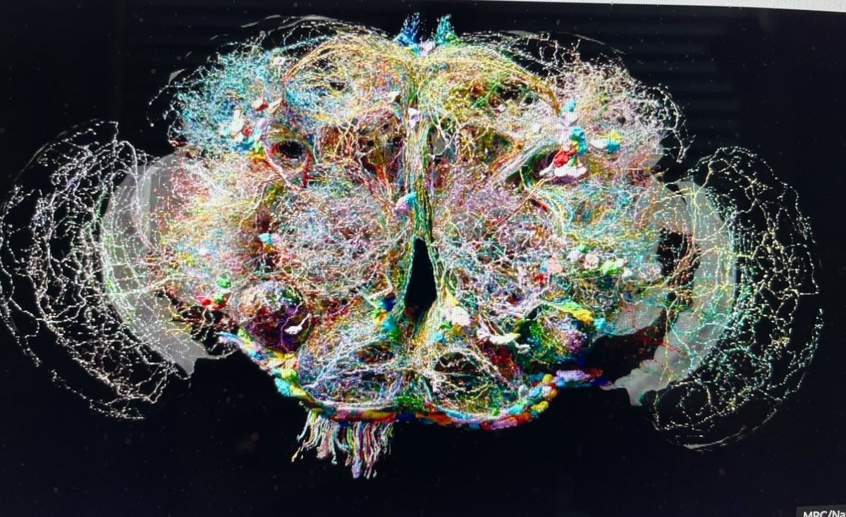 LeeStrobel's tweet photo. Fascinating! Scientists have mapped the brain of a housefly, with its 130,000 wires &amp; 50 million intricate connections--all in the size of a poppy seed. Beautifully complex! https://t.co/QG8oRwJoTr