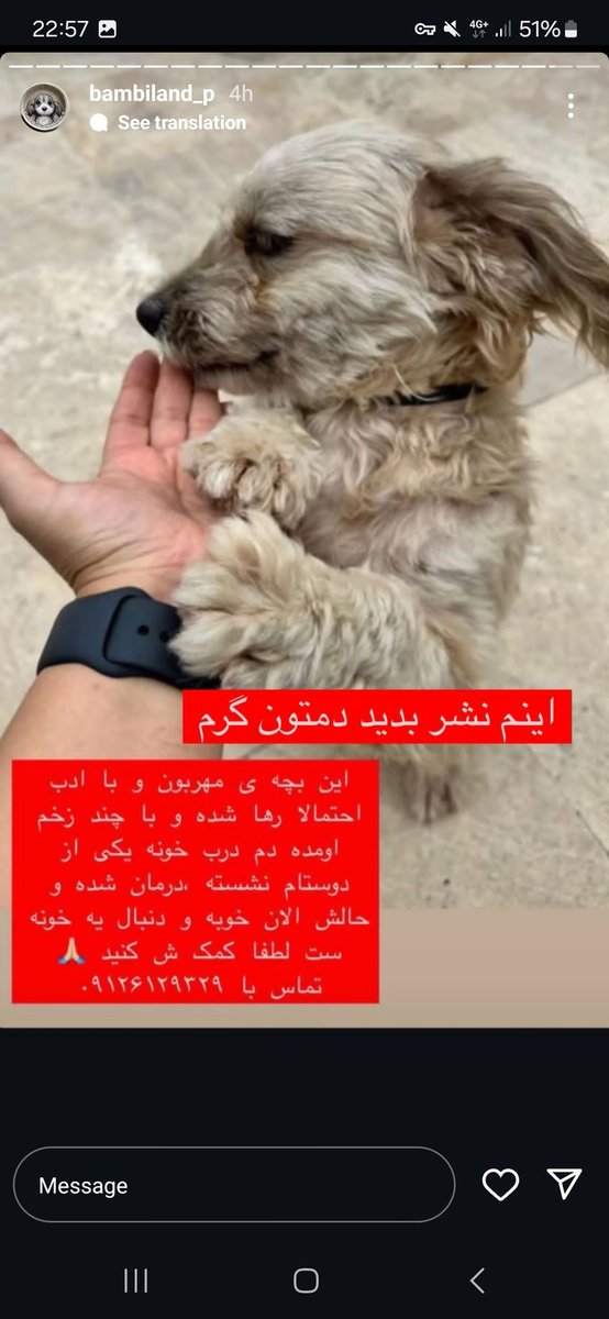 Mona67914473's tweet photo. سلام دوستان عزیز این سه #سگ هر کدوم به یک #سرپرست احتیاج دارن تا بتونن یک سرپناهی داشته باشن،
 در صورت امکان #نگهداری لطفا با شماره های داخل عکسها تماس بفرمایید🥺🙏🏻🙏🏻🙏🏻🙏🏻 https://t.co/d2QUIyjbEB