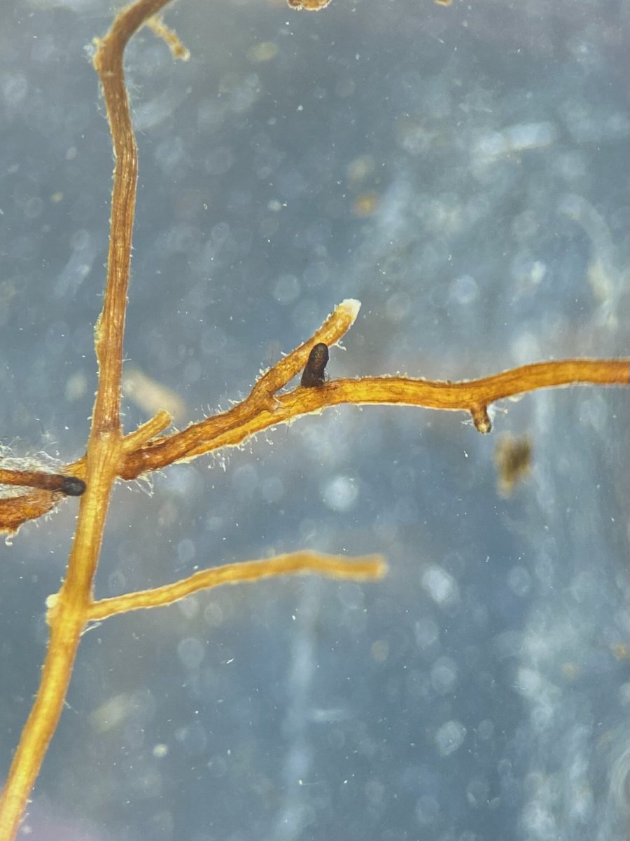 Anastasia Tõnisson tweet media