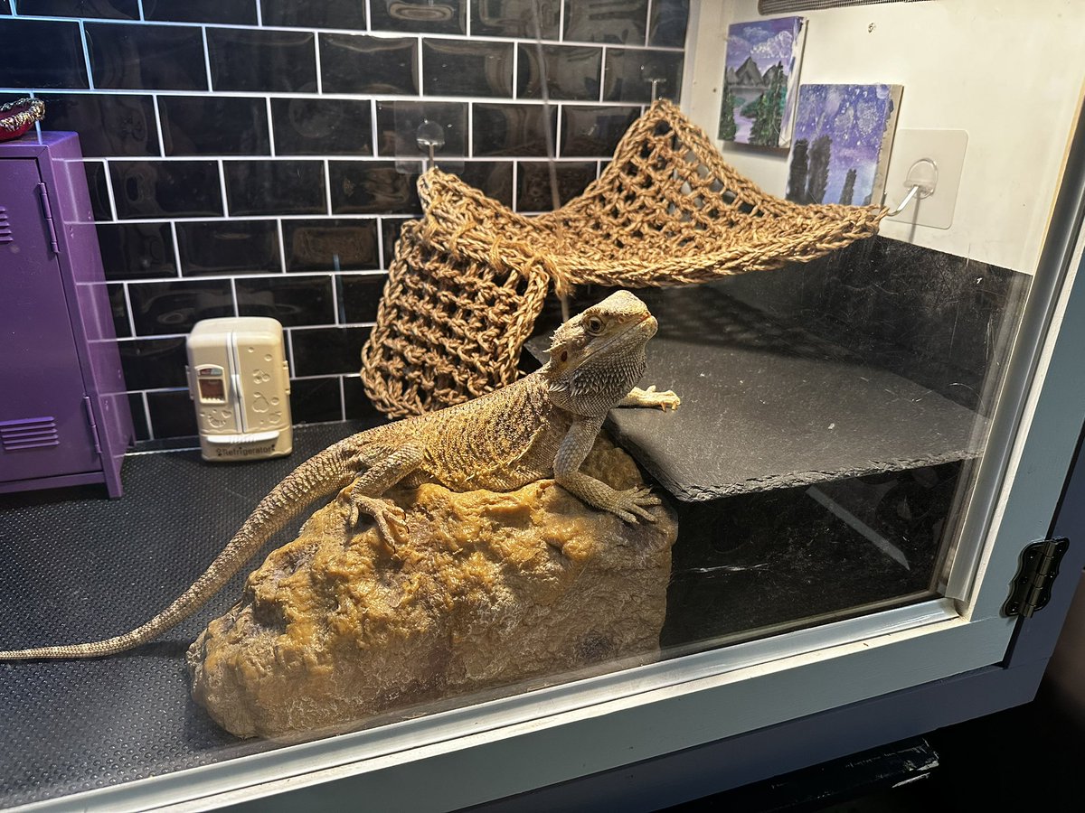 Robin Beasley, M.S., NBCT (@beasleysbunch) on Twitter photo One of Gertrude’s favorite kiddos from last year dedicated her essay about the discovery of bearded dragons to Gert. She wrote a beautiful intro.
<a href="/PetsinClassroom/">Pets in a Classroom</a> <a href="/Patton_Pioneers/">Patton Elementary</a> <a href="/LYNNforAISD/">Lynn Boswell</a> <a href="/AustinISD_STEM/">AISD STEM</a> <a href="/AustinISD_OID/">AISD - Office of Innovation and Development</a> One of Gertrude’s favorite kiddos from last year dedicated her essay about the discovery of bearded dragons to Gert. She wrote a beautiful intro.
<a href="/PetsinClassroom/">Pets in a Classroom</a> <a href="/Patton_Pioneers/">Patton Elementary</a> <a href="/LYNNforAISD/">Lynn Boswell</a> <a href="/AustinISD_STEM/">AISD STEM</a> <a href="/AustinISD_OID/">AISD - Office of Innovation and Development</a>