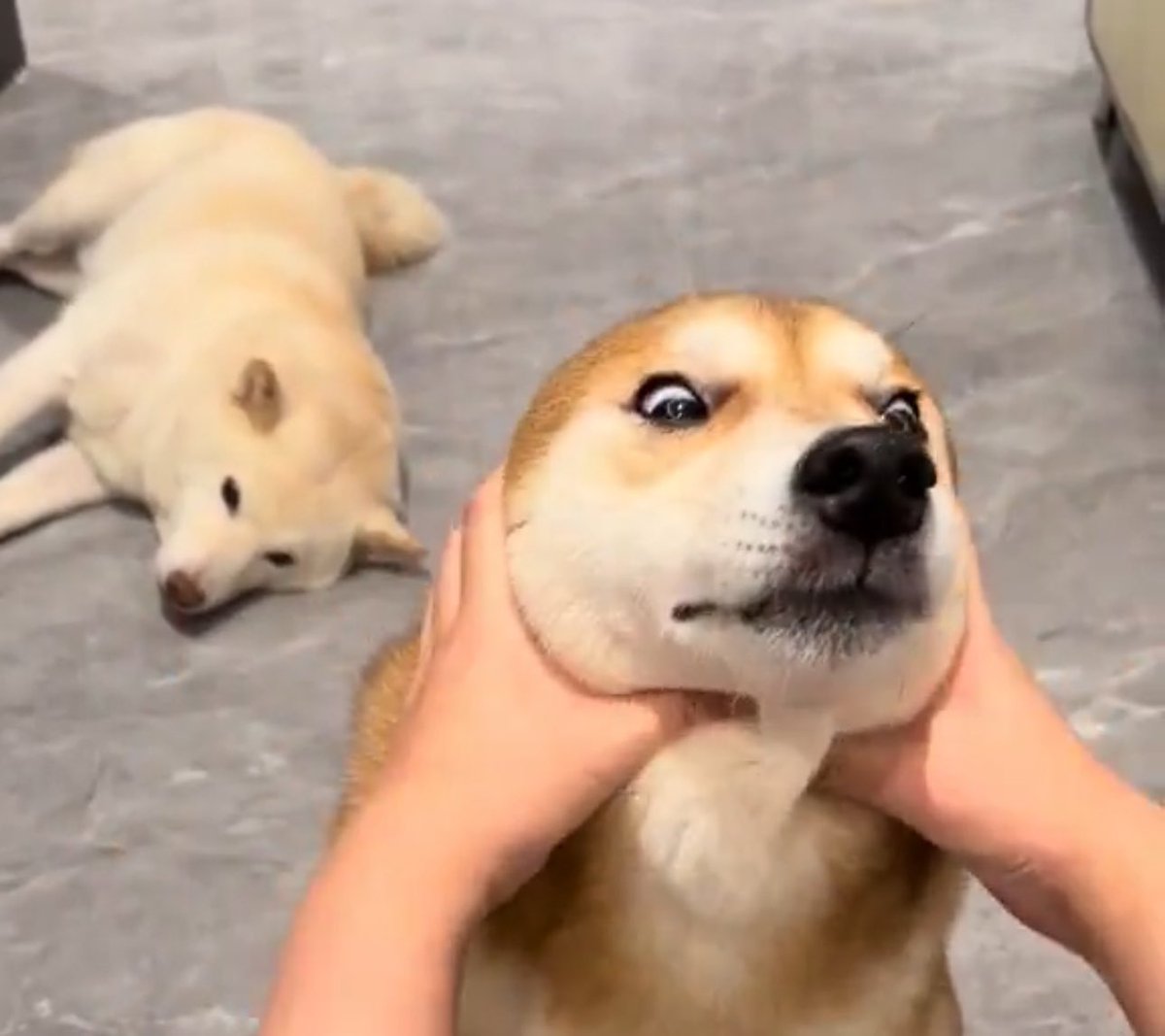 S Y 🍷 #DEGEN tweet media