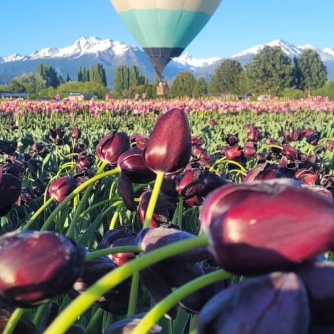 RespiraArg's tweet photo. Llegó Octubre y ya podés visitar el campo de tulipanes de Trevelin. Patagonia Argentina 🇦🇷
🌷🌷 https://t.co/6GZWbR2aMU