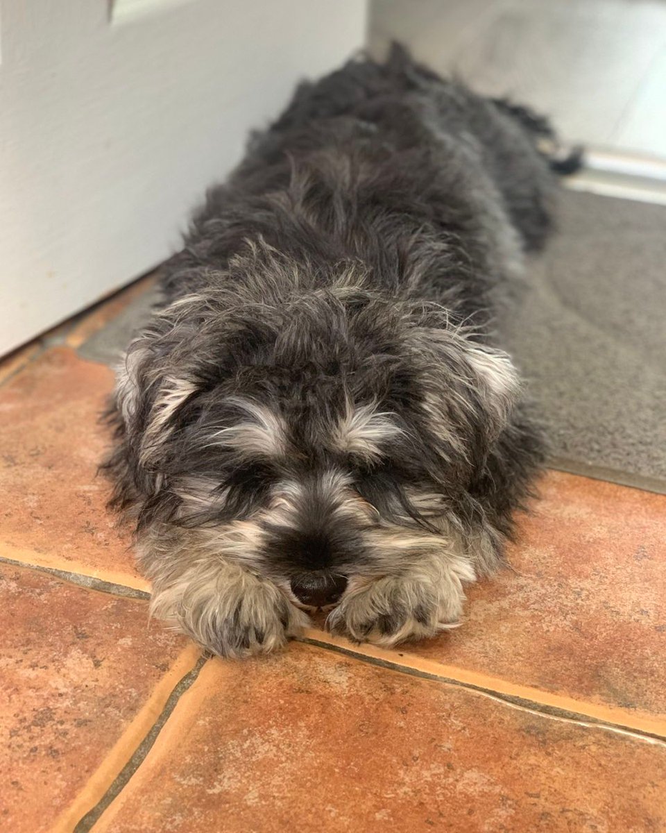 Milo and his family await his liver-shunt surgery but he's doing ok. Brighter since his diagnosis and change in his food, he is certainly not as lethargic.   

Milo's surgery will cost in the region of £5000-6000 and with your generosity, you are really helping. Thank you.