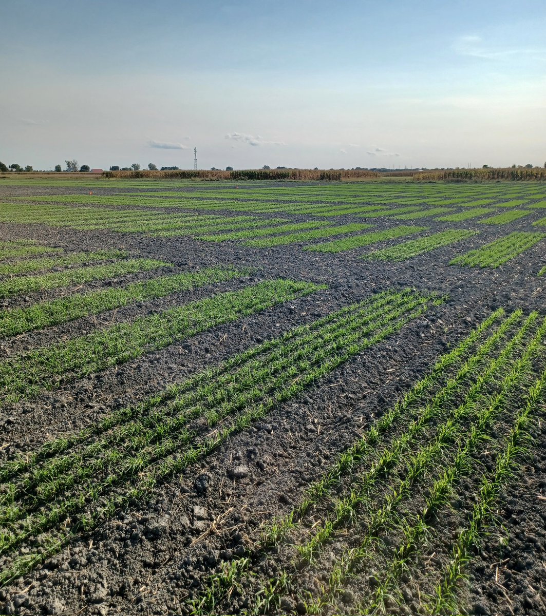 Ça pousse...! 

🤞que ce sera aussi beau en avril...