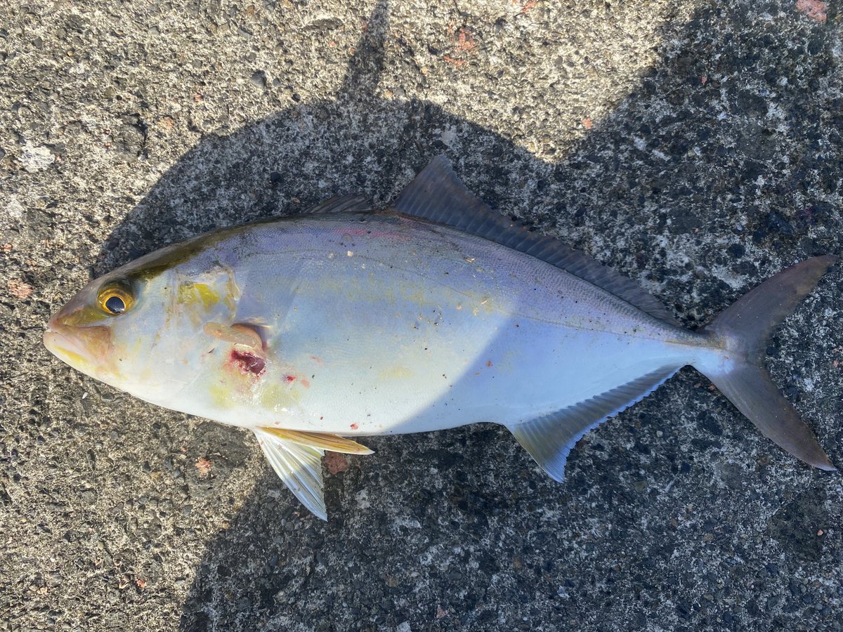 ゲゲゲno鬼太郎 tweet media