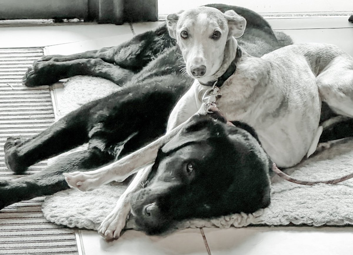 One of the questions we are often asked is “Are you dog friendly?” We’ll let Dolly &amp; Toby answer that.