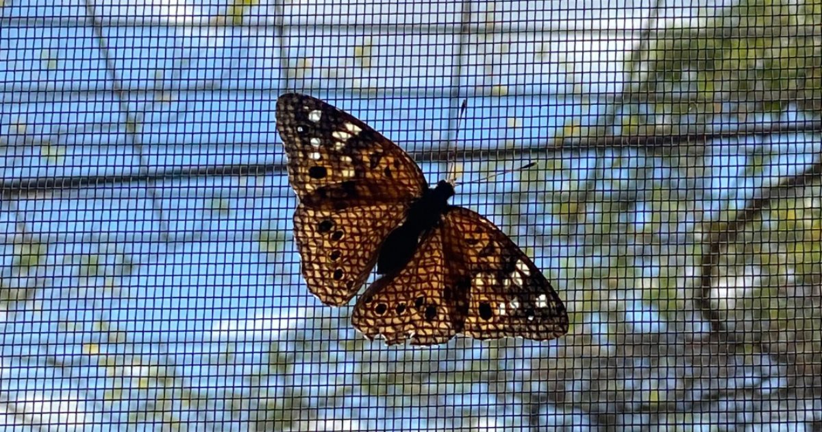 This beautiful American Lady butterfly took advantage of our "open-doors" policy today and hung out for a while.

Flutter on in to our Open House tomorrow at 6:30 p.m. and check out the grounds for yourself - all are welcome!

#CMPBSEvent #SeriousCommotion #ButterflySeason