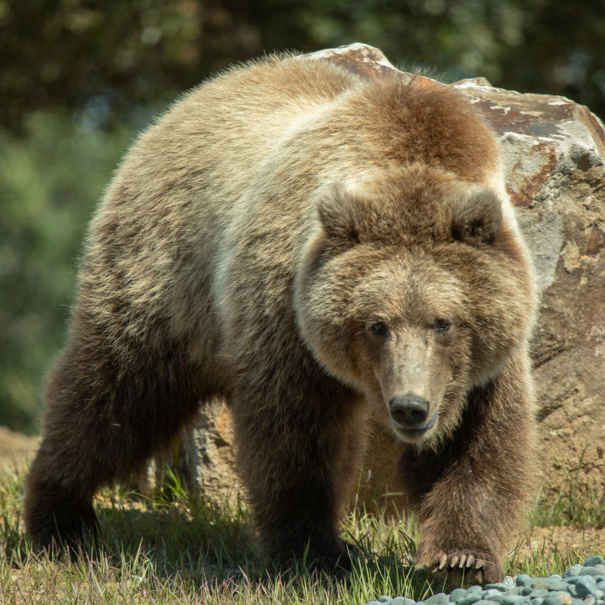 Oakland Zoo tweet media