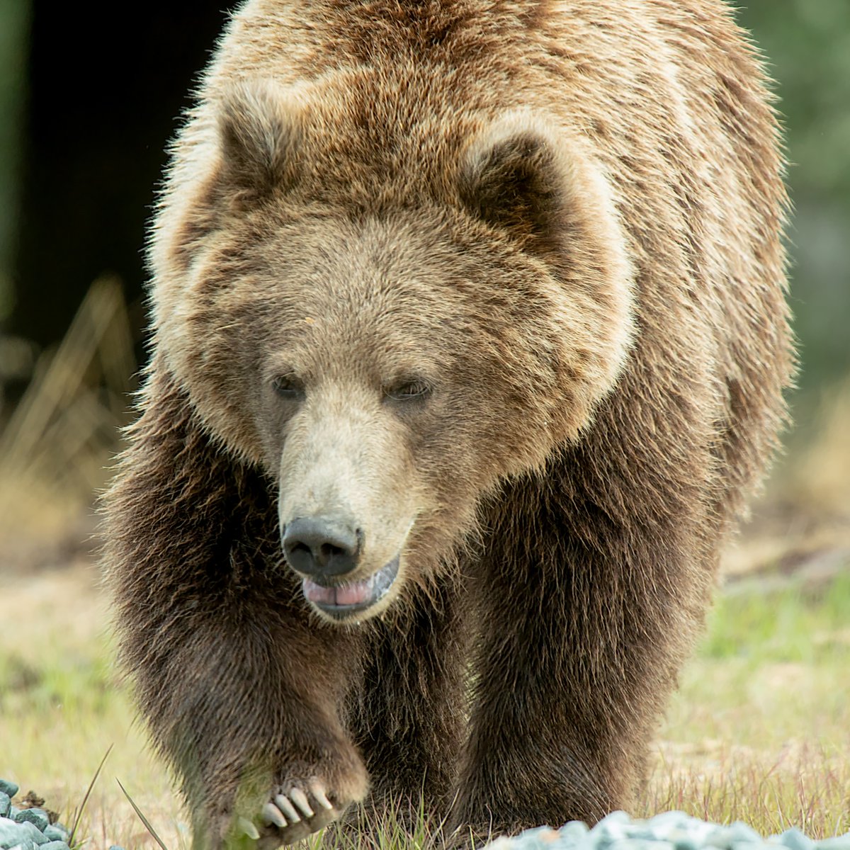 Oakland Zoo tweet media