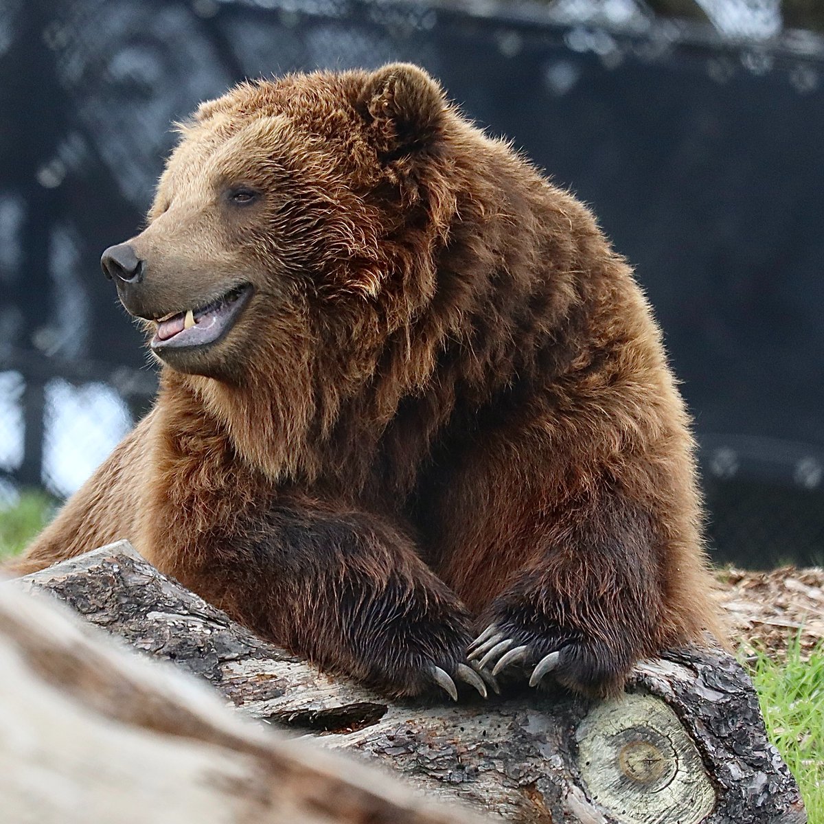 Oakland Zoo tweet media