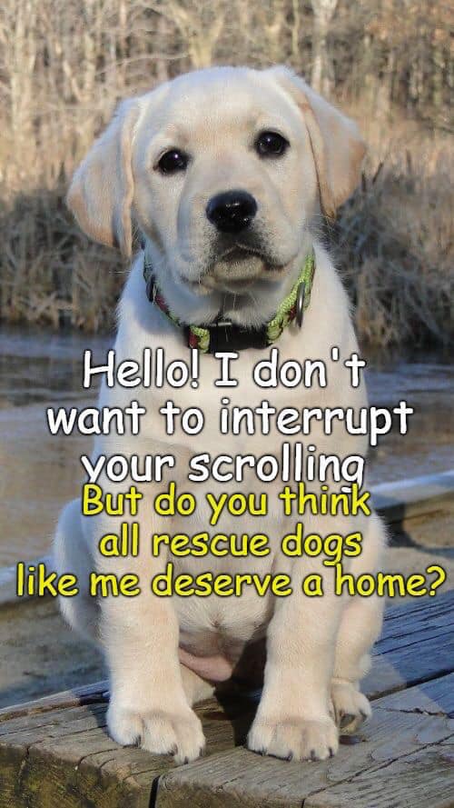 Pawzazzle tweet media