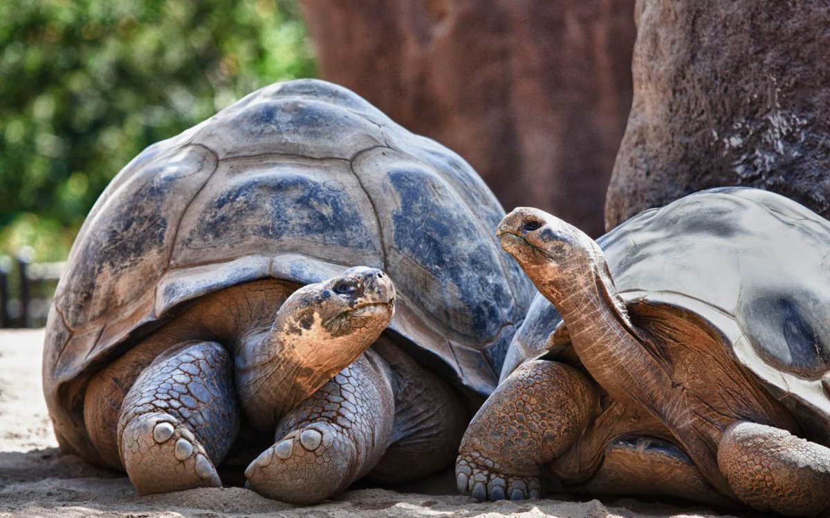 WorldKnownledge's tweet photo. Thread : Les tortues, leurs carapaces et leur histoire.

Ce thread m’a pris beaucoup de temps, merci d’avance à ceux qui le partageront ! 😁 https://t.co/PkPFY4CsEV
