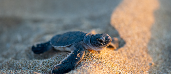 WorldKnownledge's tweet photo. Thread : Les tortues, leurs carapaces et leur histoire.

Ce thread m’a pris beaucoup de temps, merci d’avance à ceux qui le partageront ! 😁 https://t.co/PkPFY4CsEV