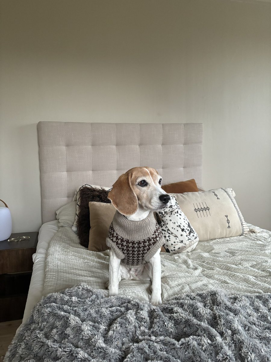 Houndstooth patterns are exclusively for hounds, right?? #beaglesoftwitter