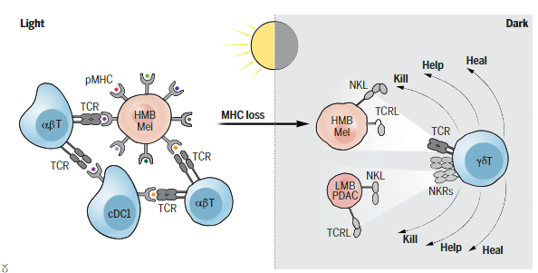 LabWaggoner's tweet photo. REVIEW @ScienceMagazine 
Cancer immunotherapy by γδ T cells
https://t.co/J5O6OO0J8M https://t.co/uh0TGXfaAd