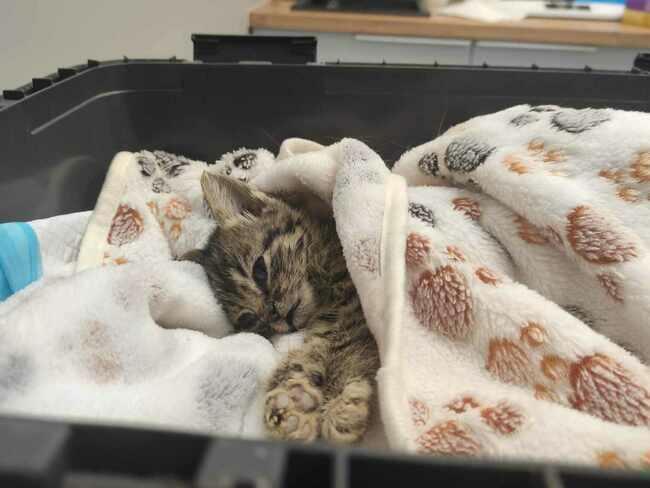 Został ostatni dzień by pomóc, a maluszkom wciąz brakuje 272 zł 🥺 Proszę pomóż, wesprzyj, podaj dalej 🙏 Każdy gest się liczy 🙏
ratujemyzwierzaki.pl/burasy-felineus